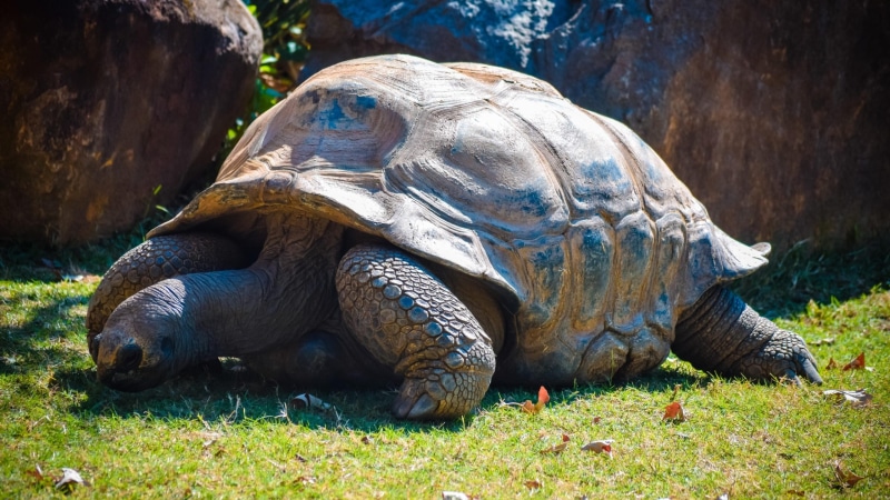 reptil, 2K, galapago, animales, tortuga