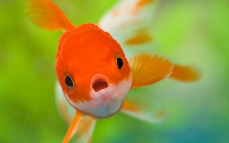 Rio, swimming, goldfish, vertebrate, Animales, underwater, sea, orange color, animal themes, animal, close-up, peces, focus on foreground, nature, 2K