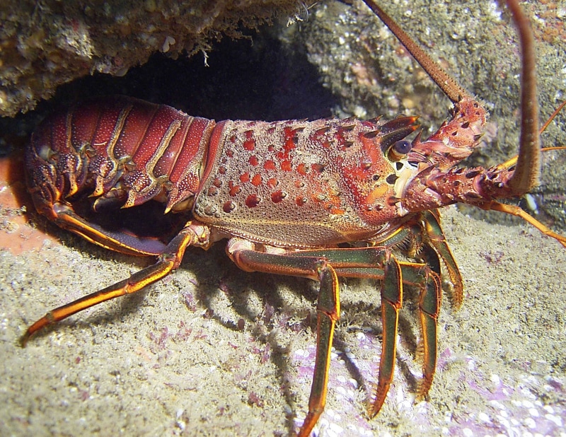 Langosta, high angle view, Animales, sea life, rock, crab, invertebrate, close-up, marine, sea, animals in the wild, no people, nature, day, 2K, animal themes