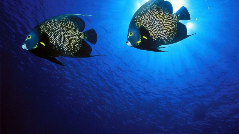 acuaticos, animales, loro, peces, 2K