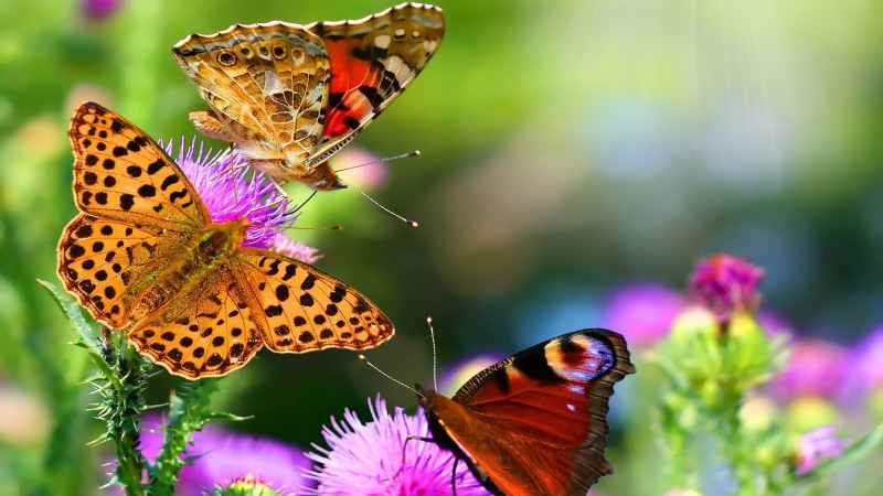 insectos, 2K, animales, mariposas, flores