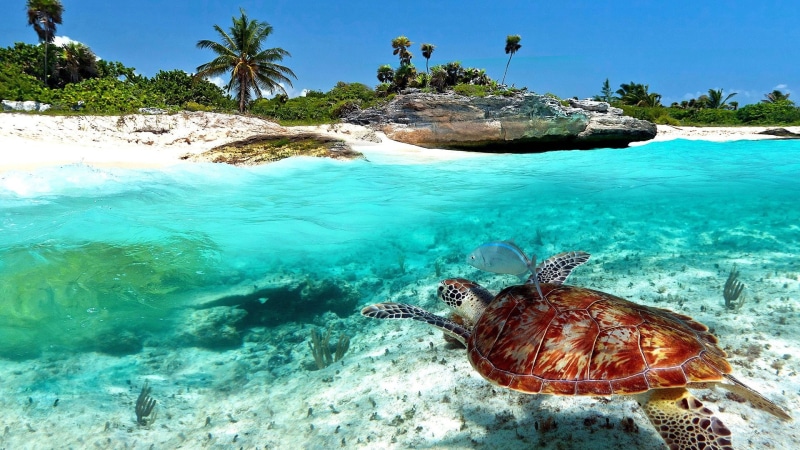 del, 1080P, tortuga, playa, mexico, marina, carmen