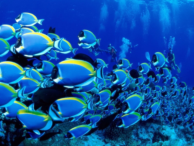 shoal of fish, divers, 720P, fish, sea, underwater