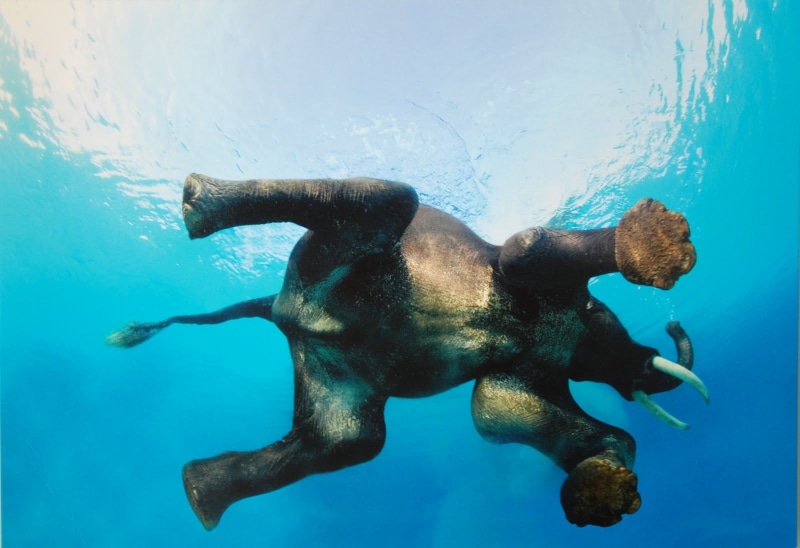 nature, swimming, sea life, men, gray, motion, water, animals in the wild, reflection, day, animals, blue, 720P, animal wildlife, cub, one person, movies