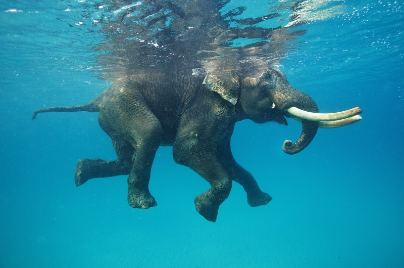 mammal, 1080P, water, vertebrate, no people, blue, nature, outdoors, underwater diving, reflection, one animal, elephant, animal, animal wildlife, animal themes