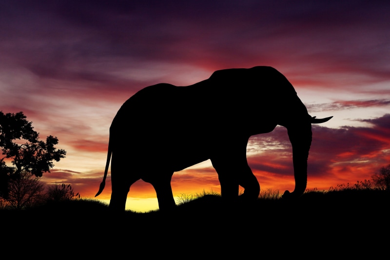 no people, wild, land, animal themes, shadow, beauty in nature, orange color, animal, back lit, animals, african, dusk, one animal, dramatic sky, sunset