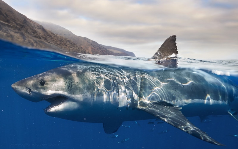 1080P, Great White Shark, shark