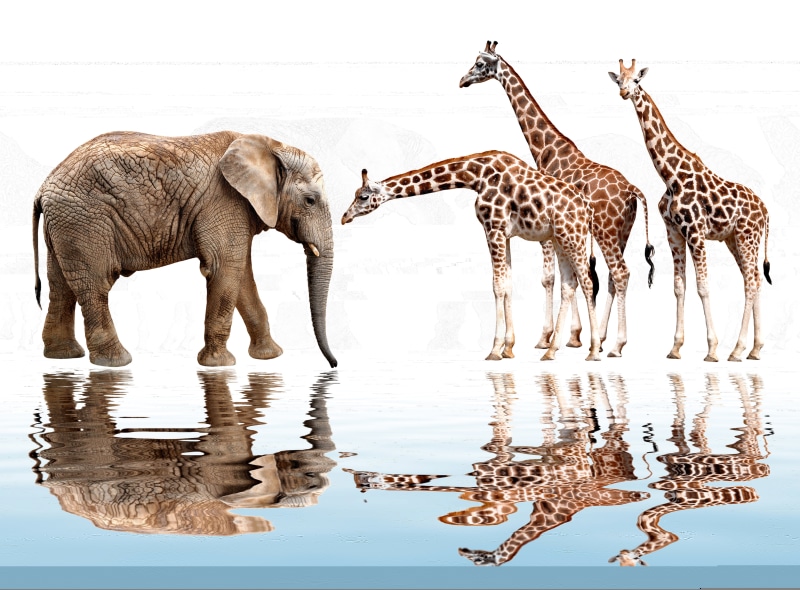 no people, reflection, safari, waterfront, digital composite, animal trunk, lake, full length, water, standing, day, brown, animal wildlife, ruffle, nature