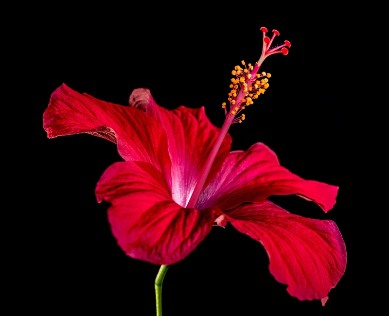 close-up, maroon, plant, red, beauty in nature, blossom, inflorescence, mallow, indoors, flowering plant, flower head, pollen, flower, hibiscus, malvaceae