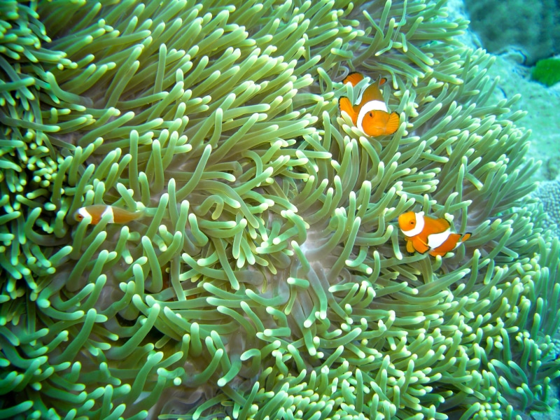 anemonefish, fishes, underwater, fish, sea, photo, Great Barrier Reef, anemone, Clown fish, biodiversity, nature, clown, animal, blue, 4K, wildlife, reef
