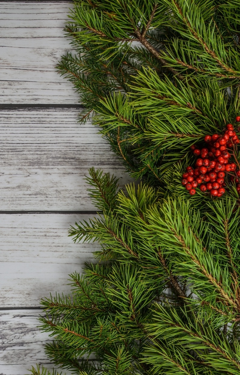decor, white, decorative, backdrop, pine tree, decoration, needle - plant part, nature, christmas ornament, background, view, pine cone, merry, fir tree