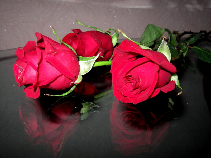 1080P, day, roses, flowers, red, valentine 039 s, reflection