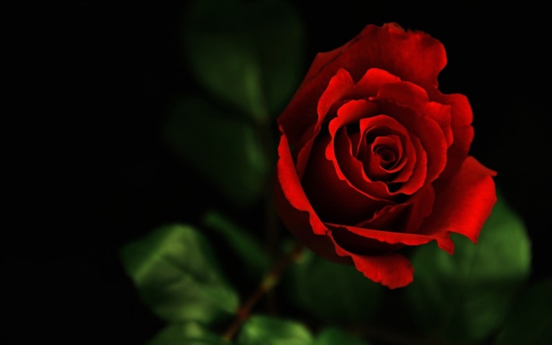 macro, valentine 039 s, red, 1080P, day, rose, flower