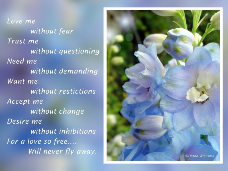 color Image, bouquet, inflorescence, flowering plant, fragility, Flower, blue, outdoors, Statement, transfer print, fower, nature, message, backgrounds