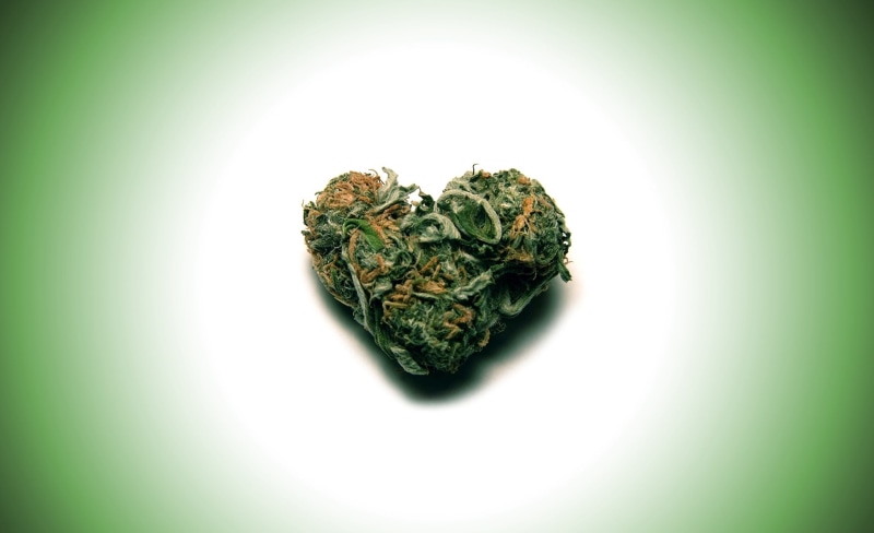 herbal medicine, white background, Love, healthcare and medicine, close-up, no people, studio shot, marijuana - herbal cannabis, Green, medicine, beauty in nature