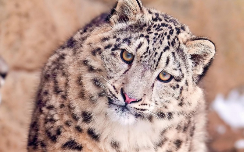snow leopard, cheetah, leopard, photo, 1920x1200, animals, 1080P, focus, shallow, confused