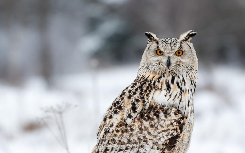 bird, animals, 1920x1200, owl, white, confused, brown, 1080P