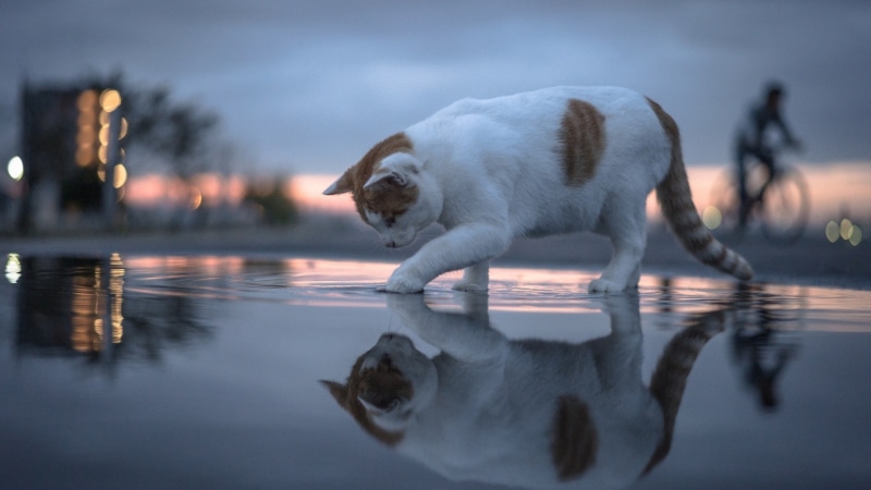 puddle, sump, confused, cat, funny, kitten, cute, water, 1080P, stank, domestic cat, reflection, mirror, reflected
