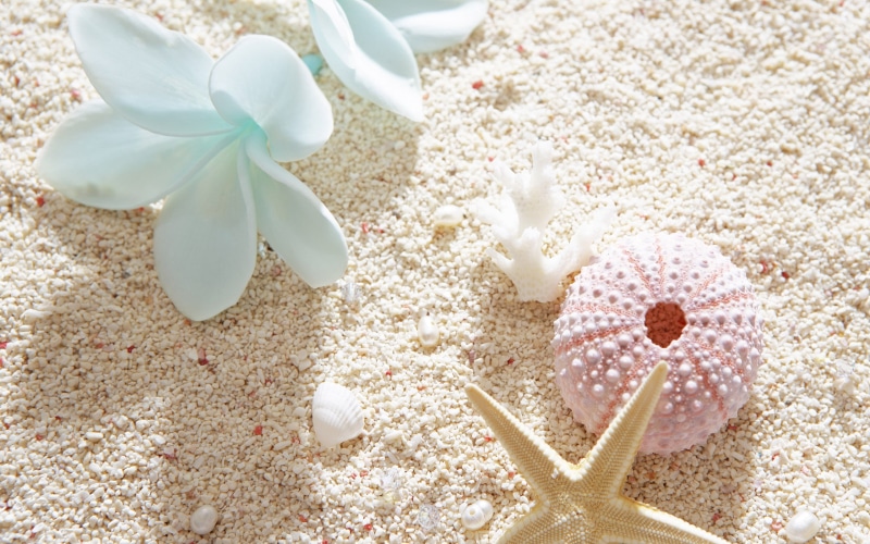 beach, relaxation, holiday, bow, nature, event, indoors, tropical Climate, ribbon - sewing item, white, tourist Resort, beauty, high angle view, seashell