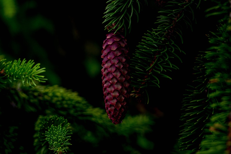 season, romantic, vintage, coniferous tree, bright, petal, focus on foreground, design, branch, pine tree, no people, day, tree, Floral, Nature, green