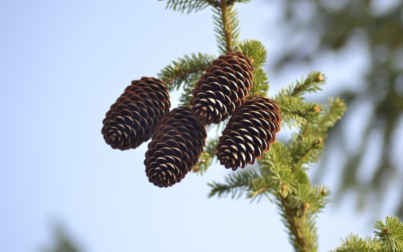 beauty in nature, plant, blurred, no people, leaf, focus on foreground, clear sky, tranquility, 2K, needle - plant part, pine tree, low angle view, day