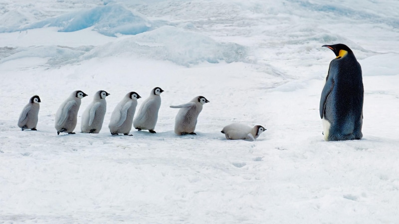 ice field, baby penguin, ice, 1080P, cute, penguin, animals, penguins