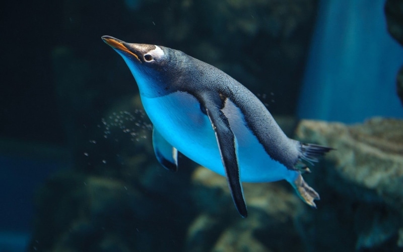 aquarium, nature, animal themes, water, 720P, sea life, swimming, animals in captivity, sea, vertebrate, birds, fish, tank, marine, animals in the wild