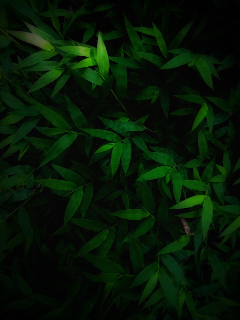 growth, tree, ground, vignette, night, beauty in nature, close-up, nature, mobile, plant part, leaf, outdoors, tranquility, india, karukachali palli bus stop