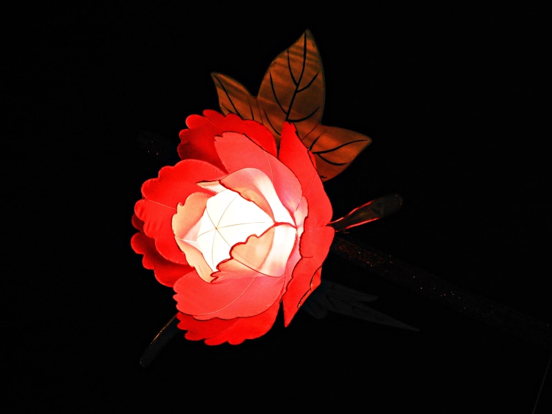 plant, flower, tree, lantern, black background, 5K, close-up, indoors, blossom, vulnerability, petal, lampshade, flowering plant, studio shot, rose - flower