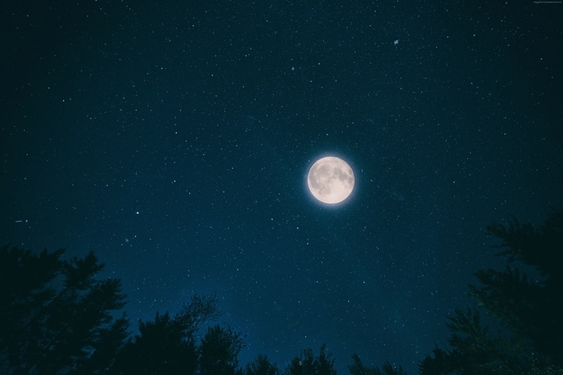 star, low angle view, stars, growth, planetary moon, astronomy, scenics - nature, tranquility, star field, nature, moonlight, forest, 4K, sky, plant, 4K
