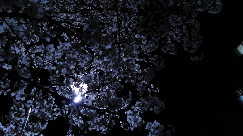 rock, night, low angle view, illuminated, growth, 1080P, tranquility, tree, angle, plant, flowering plant, rock - object, outdoors, no people, water, white