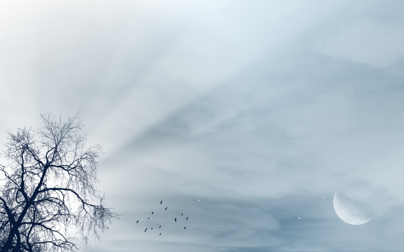 day, idyllic, scenics - nature, plant, 1080P, the sky, sky, black, beauty in nature, tranquility, luna, nature, bare, light, cloud - sky, low angle view
