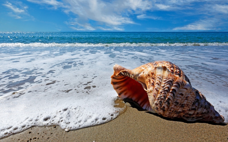 sand, shell, clouds, shells, beach, Nature, Sea, 2K