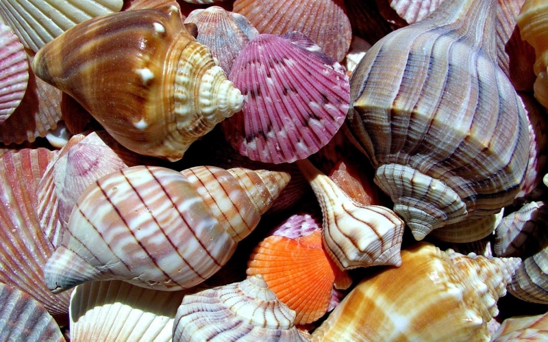 background, shells, 2K, sea