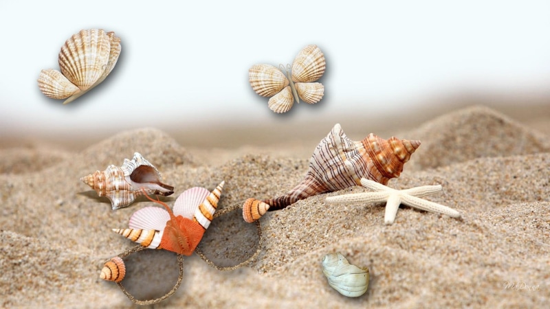 sea shells, beach, seashells, star fish, sand dollar, sun glass, sand, butterfly, shore, shells, sea, 1080P