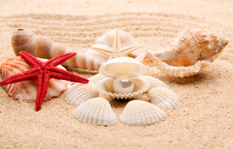 animal themes, paradise, starfish, summer, shell, shape, star shape, sea life, land, no people, shore, bunch, nature, animal, animals in the wild, sea