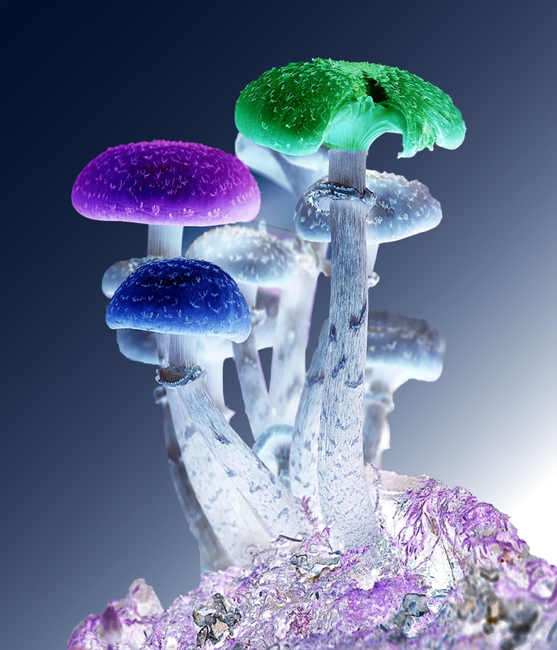 nature, forest, cold temperature, 4K, close-up, assorted, trip, microdosing, psilocybe, winter, mushrooms, fungi, snow, vegetable, purple, growth, therapy