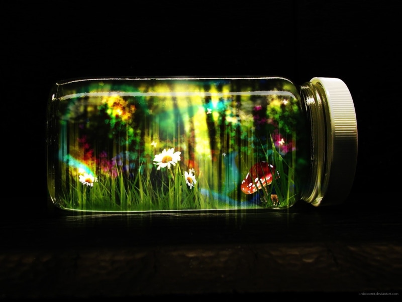 animal, black background, illuminated, fish tank, jars, life, fish, nature, close-up, reflection, flowering plant, glass - material, transparent, glass