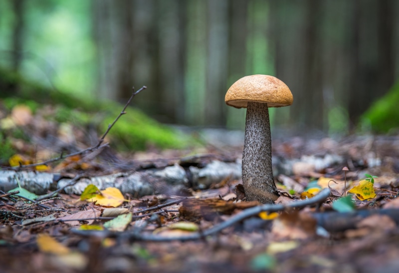 selective focus, 5K, growth, surface level, woodland, beauty in nature, outdoors, land, nature, photo, leaf, close-up, autumn, mushroom, day, plant part