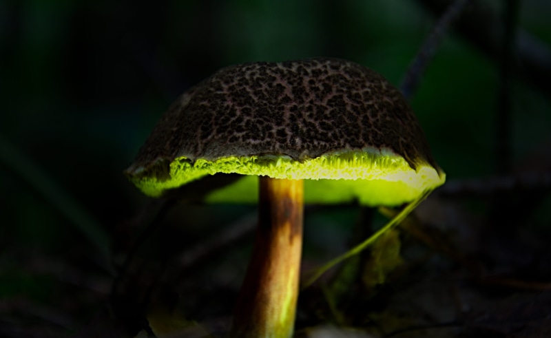 poisonous, land, plant, tree, 5K, food, mushroom, nature, outdoors, magicmoment, focus on foreground, rainforest, vegetable, darkness, growth, food and drink
