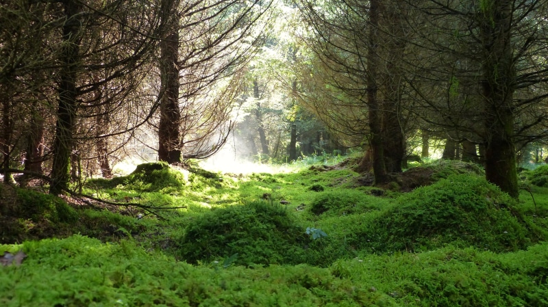 rainforest, fresh, romantic, non-urban scene, forest, mushrooms, tree, light, tree trunk, ecologically, mood, plant, environmental protection, environment