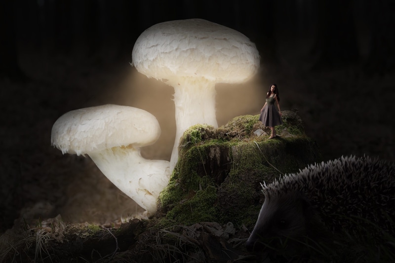 well, close-up, night, focus on foreground, tree, fantastic, 2K, tales, mushrooms, mysterious, nature, growth, atmosphere, dream, field, dark, mushroom