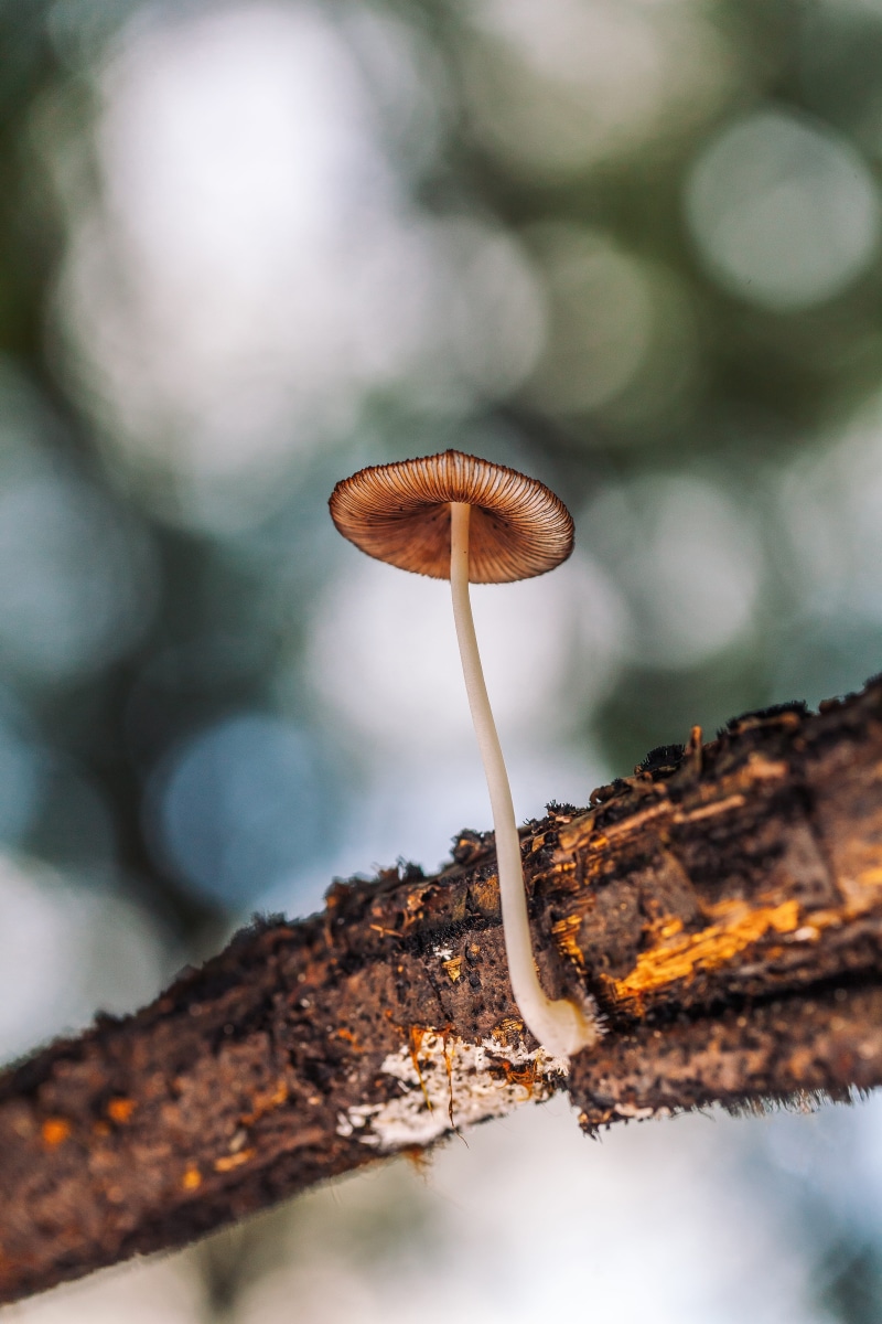 brown, beauty in nature, season, fungi, natural, tree trunk, summer, wild, food, nature, no people, land, grow, 5K, food and drink, macro, tree, growth