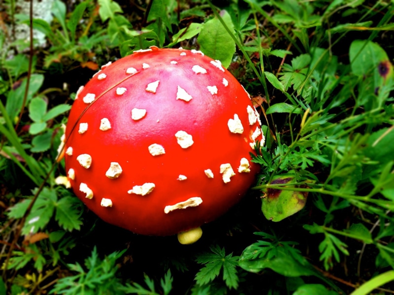 natural, growing, day, 1080P, spots, meadow, spotted, magic, fly agaric mushroom, edible, environment, vegetable, flora, green color, growth, mushroom