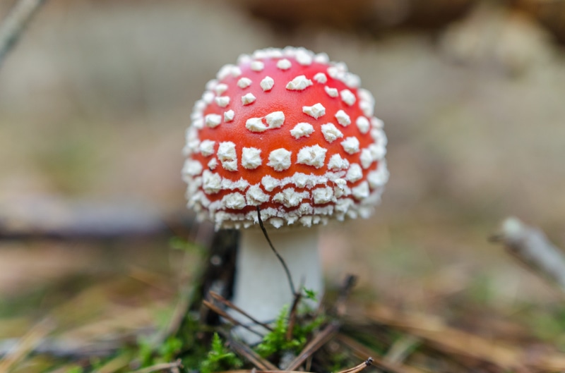 wild, closeup, red, vegetable, no people, biology, growth, food and drink, natural, toadstool, danger, forest, toxic, macro, season, food, focus on foreground
