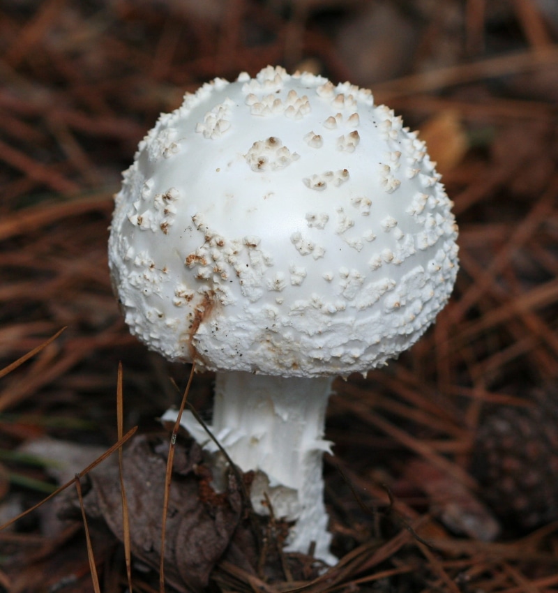 fairy, brown, magical, cooking, 1080P, wonderland, field, poison, toadstool, sprouts, plant, food and drink, amanita muscaria var alba, outdoors, harvest