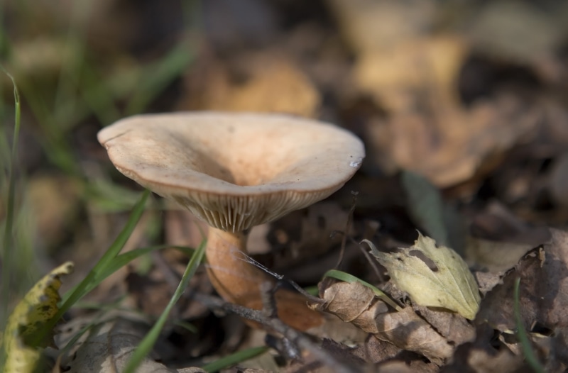 loneliness, fall, seasonal, focus on foreground, poison, woodland, england, macro, white, natural, fungal, danger, no people, fragility, hide, hallucinogen