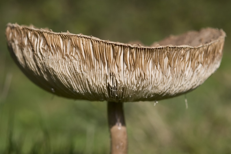 woods, food and drink, drug, hide, vegetable, magic, close-up, natural, danger, hallucinogen, no people, poison, growth, wild, metaphor, loneliness, food