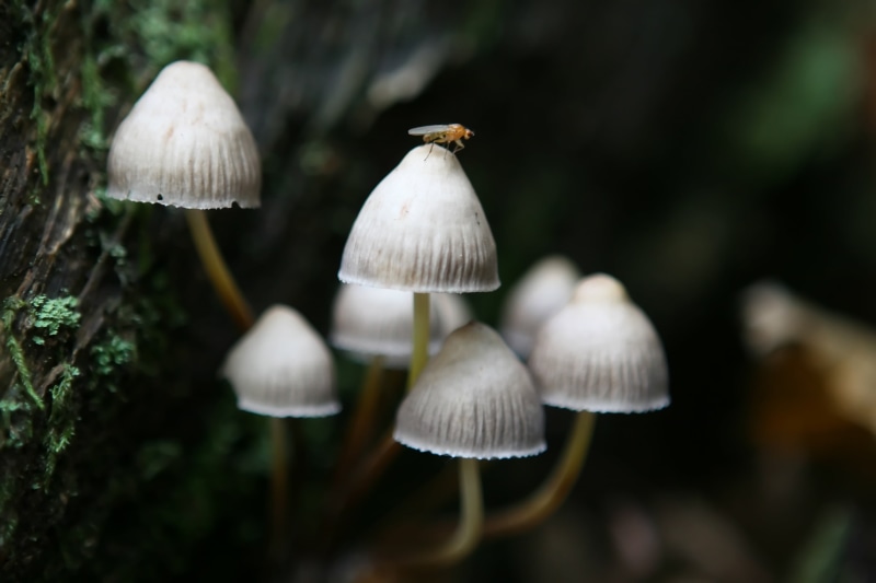 outdoors, leaves, season, day, woodland, search, sits, wild, fungus, forest, england, alone, mushroom, object, selective focus, no people, woods, focus on foreground