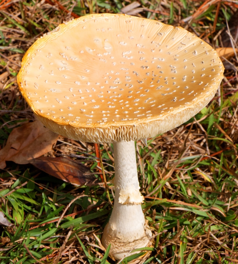 focus on foreground, nature, amanita muscaria, food, cap, 2K, growth, food and drink, poison, danger, ground, flavivolvata, freshness, mushroom, edible mushroom